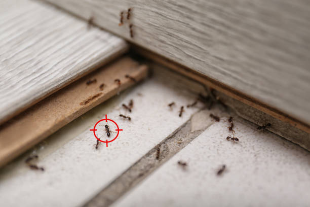 Best Best Pest Control Companies  in Columbus Grove, OH
