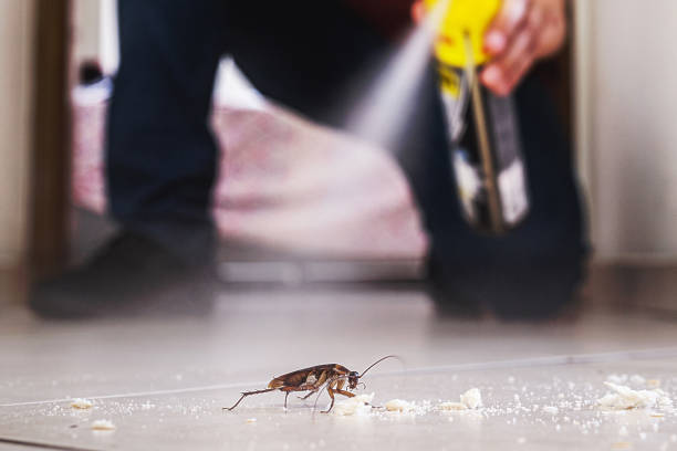 Best Local Pest Control Services  in Columbus Grove, OH